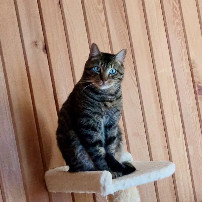 An adult large-sized male Tabby (Brown / Chocolate) Domestic Short Hair cat named Tigger for adoption in Gonzales, LA