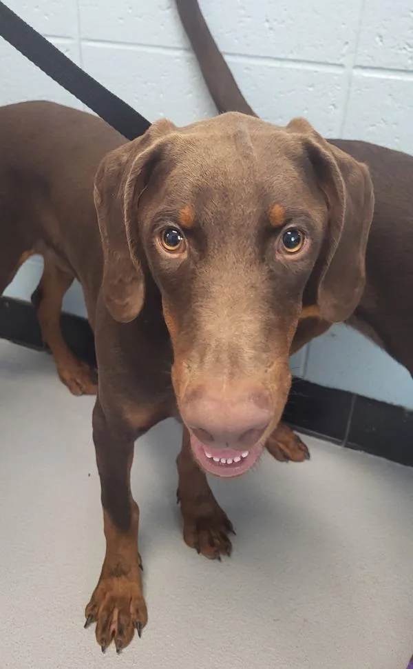 A young medium-sized male Doberman Pinscher dog named Ic Leon for adoption in Lawrenceville, GA