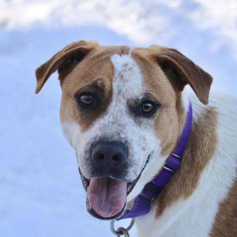 A young small-sized male Brown / Chocolate Hound dog named Ollie for adoption in Briarcliff Manor, NY