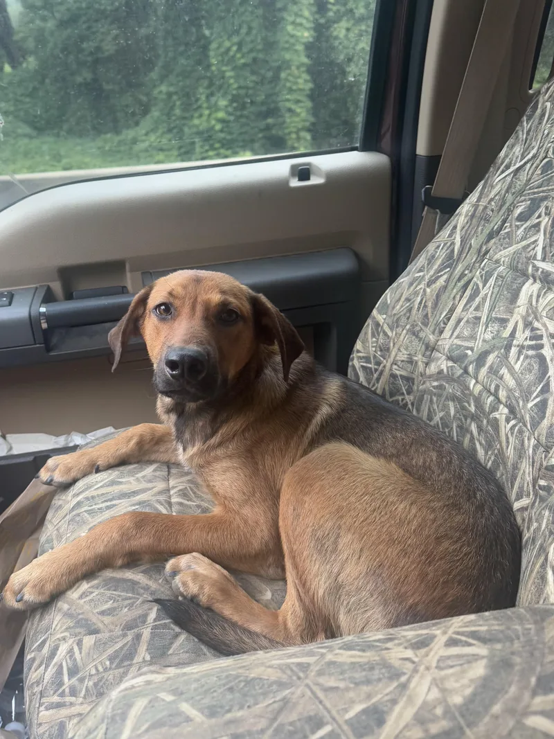 A young medium-sized male Black Mouth Cur dog named Bruno for adoption in Holly Springs, MS