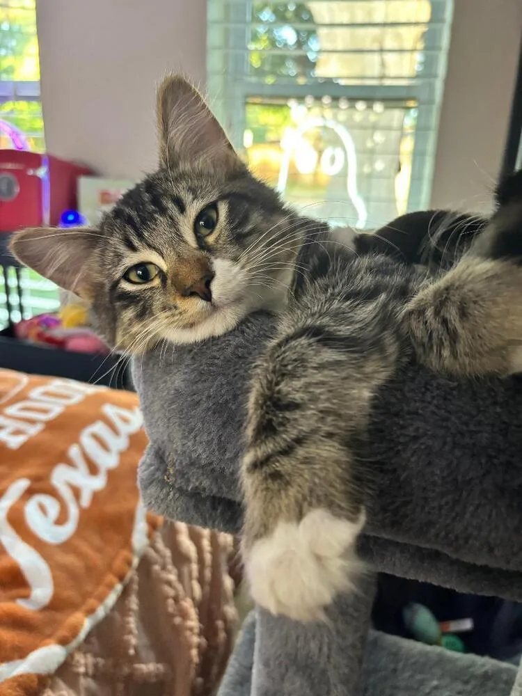 A baby medium-sized male Tabby cat named Roderick Usher for adoption in Richardson, TX