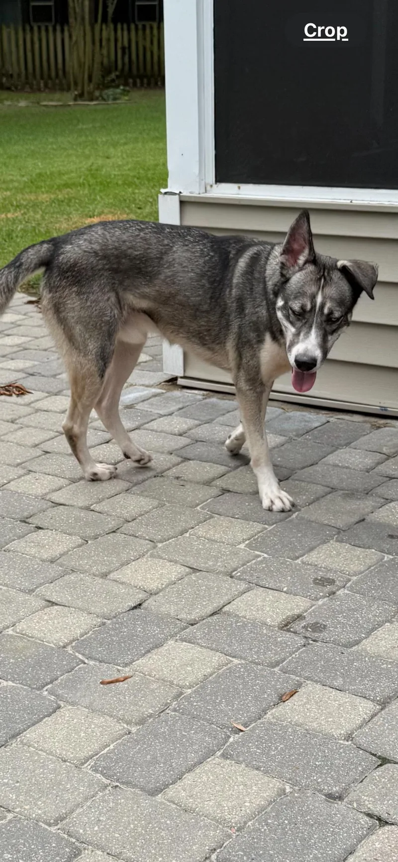 An adult medium-sized male Husky dog named Roman for adoption in Mandeville, LA