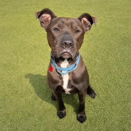 An adult medium-sized female Mixed Breed dog named Juniper for adoption in Merriam, KS