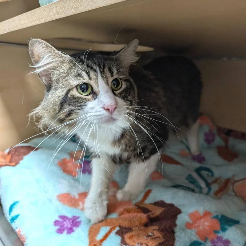 An adult medium-sized male Brown / Chocolate Domestic Long Hair cat named Finnegan for adoption in Brookfield, WI