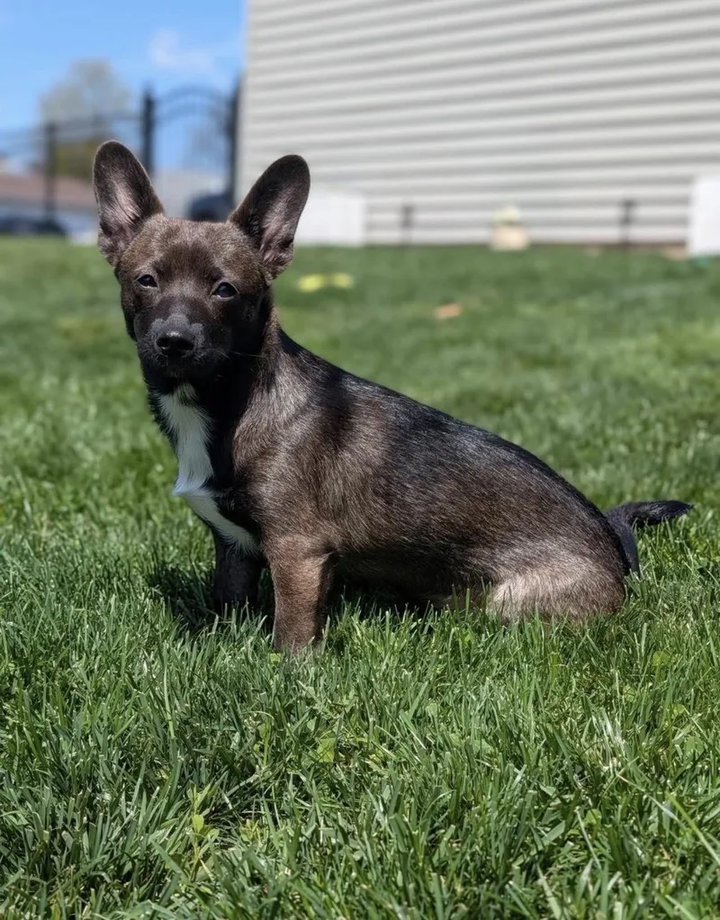 A baby small-sized female Chihuahua dog named Pepper for adoption in Kutztown, PA