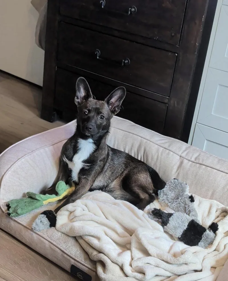 Pepper thumbnail 2