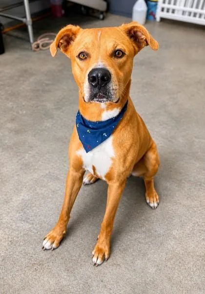 An adult large-sized male Terrier dog named Snoopy for adoption in Madison, NJ
