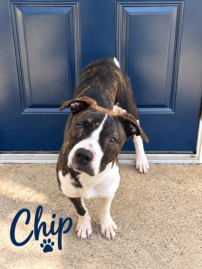 A young medium-sized male Tricolor (Brown, Black, & White) Cattle Dog dog named Chip for adoption in Momence, IL