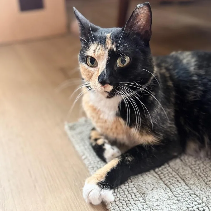 A young medium-sized female Tortoiseshell Tortoiseshell cat named Lovey for adoption in Minneapolis, MN