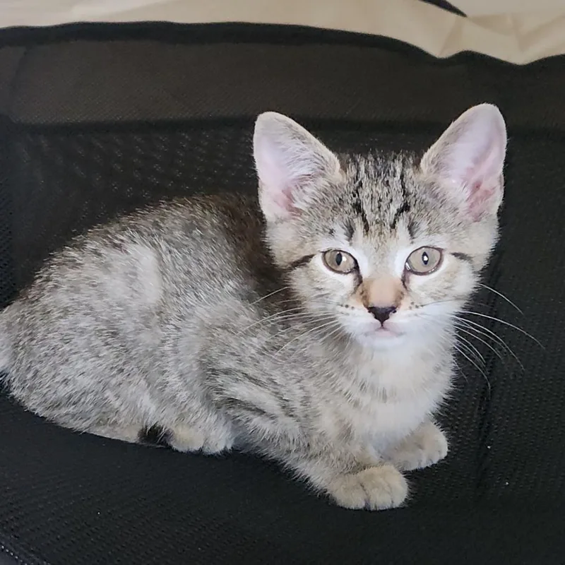 A baby small-sized female Gray / Blue / Silver Domestic Short Hair cat named BabyJo for adoption in Oceanside, NY