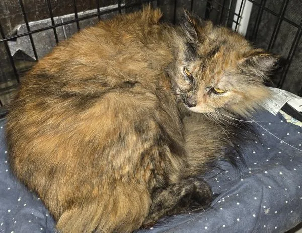 An adult medium-sized female Domestic Medium Hair cat named Willow for adoption in Cleveland, TN