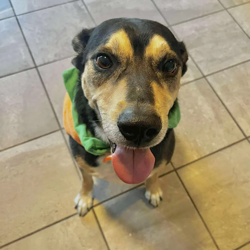 Buster Boo thumbnail 5