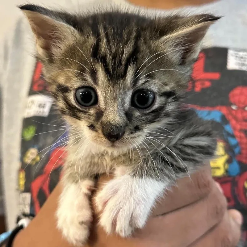 A baby small-sized male Domestic Short Hair cat named Mr. Dinkles for adoption in Parrish, AL