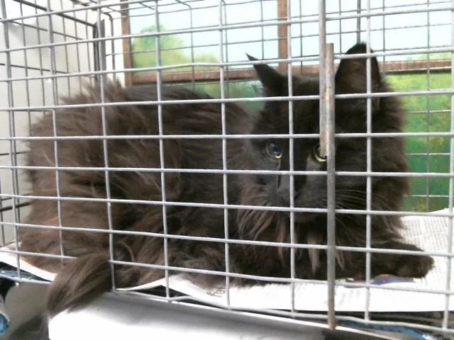 A senior large-sized male Domestic Long Hair cat named Armond for adoption in Houston, TX