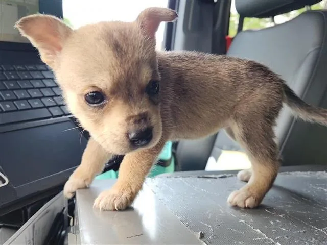 A baby small-sized female Chihuahua dog named A for adoption in Houston, TX