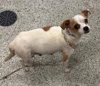 An adult small-sized female Mixed Breed dog named Sammy Ray for adoption in Kansas City, MO