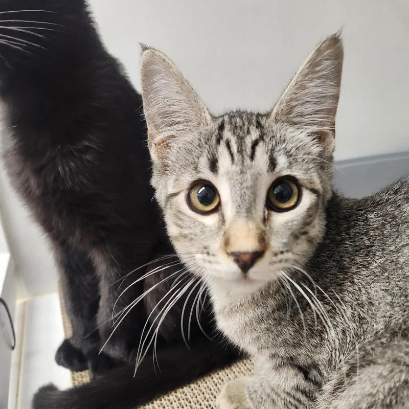 A baby small-sized female Gray / Blue / Silver Domestic Short Hair cat named Misty Gray for adoption in Colorado Springs, CO