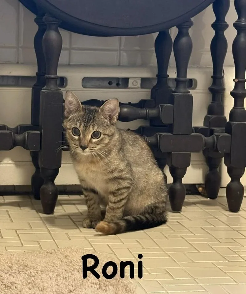 A baby small-sized female Tabby (Brown / Chocolate) Domestic Short Hair cat named Roni for adoption in Telford, PA