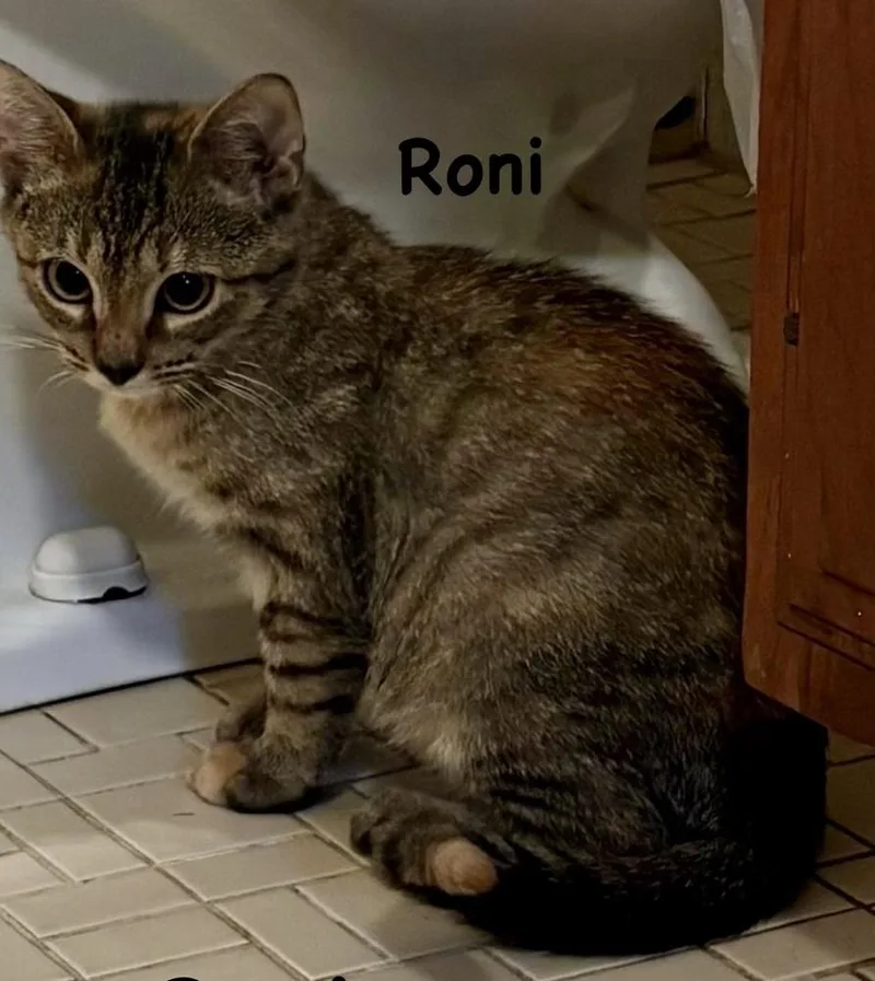 Roni thumbnail 2