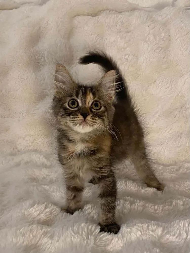 A baby small-sized female Domestic Medium Hair cat named Apple Juice for adoption in tucson, AZ