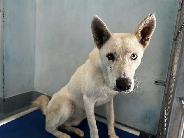 A young medium-sized male Husky dog named A for adoption in Baldwin Park, CA