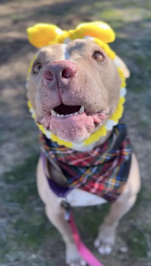 A senior large-sized female Yellow / Tan / Blond / Fawn Pit Bull Terrier dog named Mona for adoption in San Diego, CA