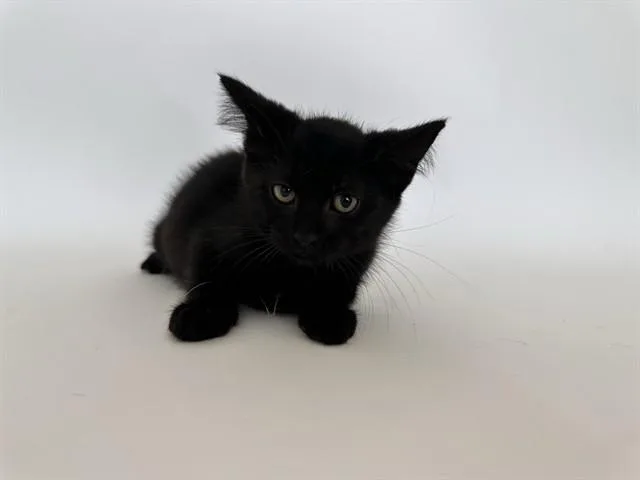 A baby small-sized female Domestic Short Hair cat named Firecracker for adoption in Saint Louis, MO