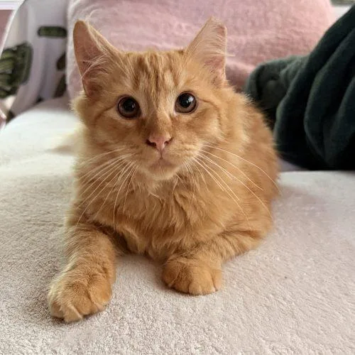 A young small-sized male Domestic Medium Hair cat named Gilligan for adoption in Seven Valleys, PA