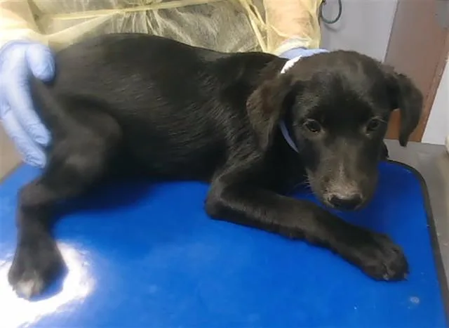 A baby large-sized male Labrador Retriever dog named Stu for adoption in Phoenix, AZ