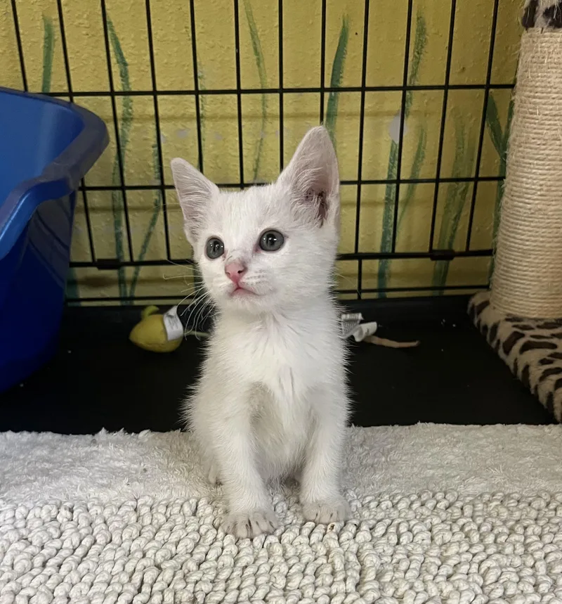 A baby small-sized male Domestic Medium Hair cat named Kodiac for adoption in Hillsboro, TX