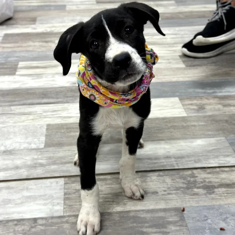 A baby small-sized female Black Mixed Breed dog named Sarah for adoption in Austin, TX