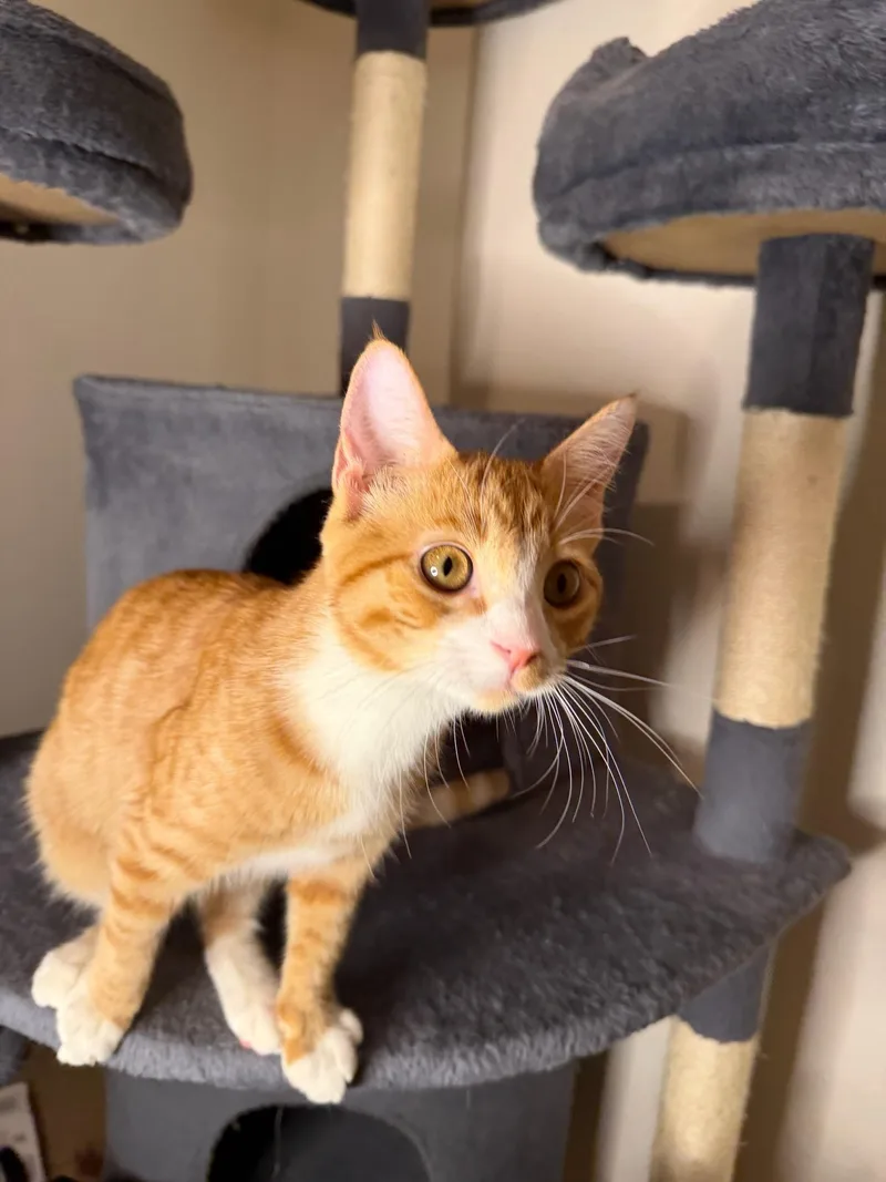 A baby medium-sized female Tabby (Orange / Red) Domestic Short Hair cat named Mimosa for adoption in Davis, CA