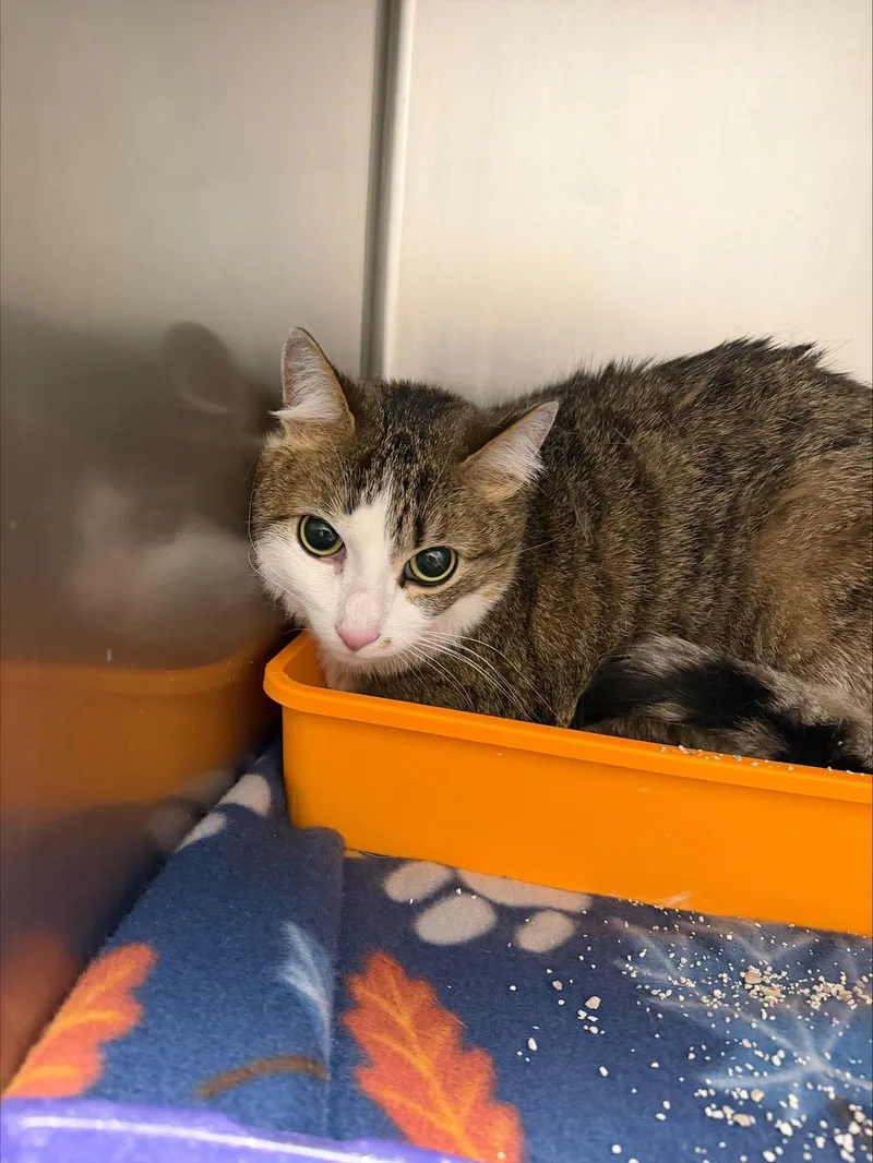 An adult medium-sized female Tabby (Brown / Chocolate) Domestic Short Hair cat named Flossie for adoption in Yorkville, IL
