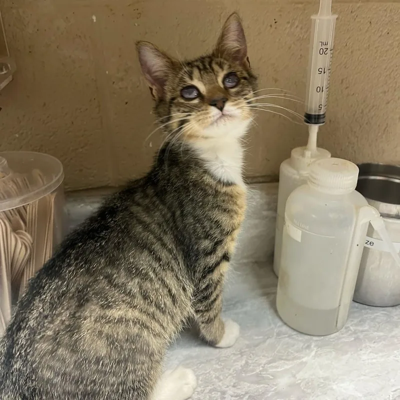 A young small-sized female Buff / Tan / Fawn Domestic Medium Hair cat named Cinnamon Roll for adoption in Lewisburg, WV