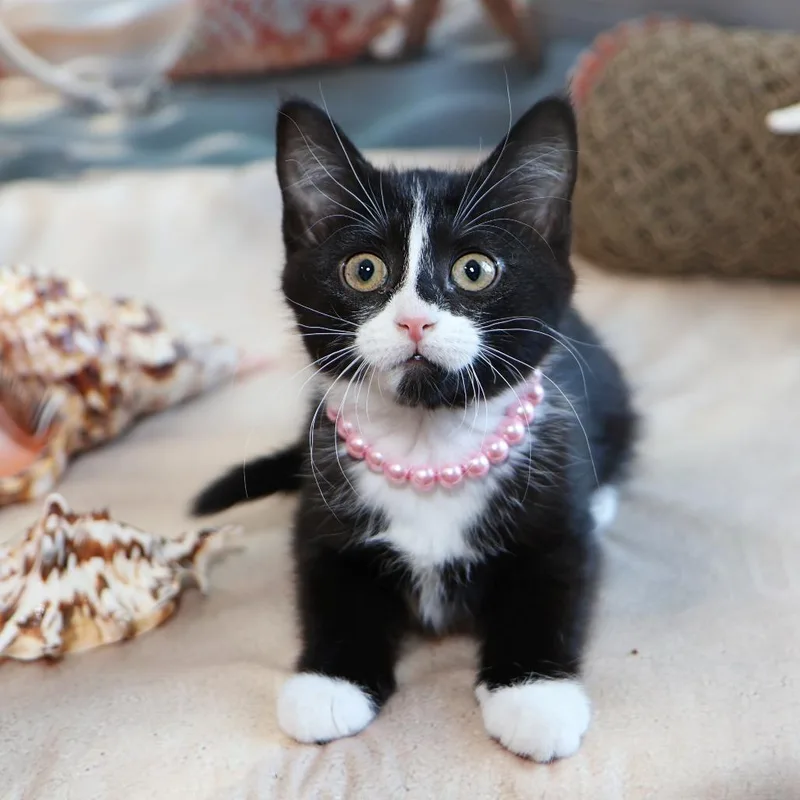 A baby small-sized female Black Domestic Medium Hair cat named Francesca for adoption in FAIRWAY, KS