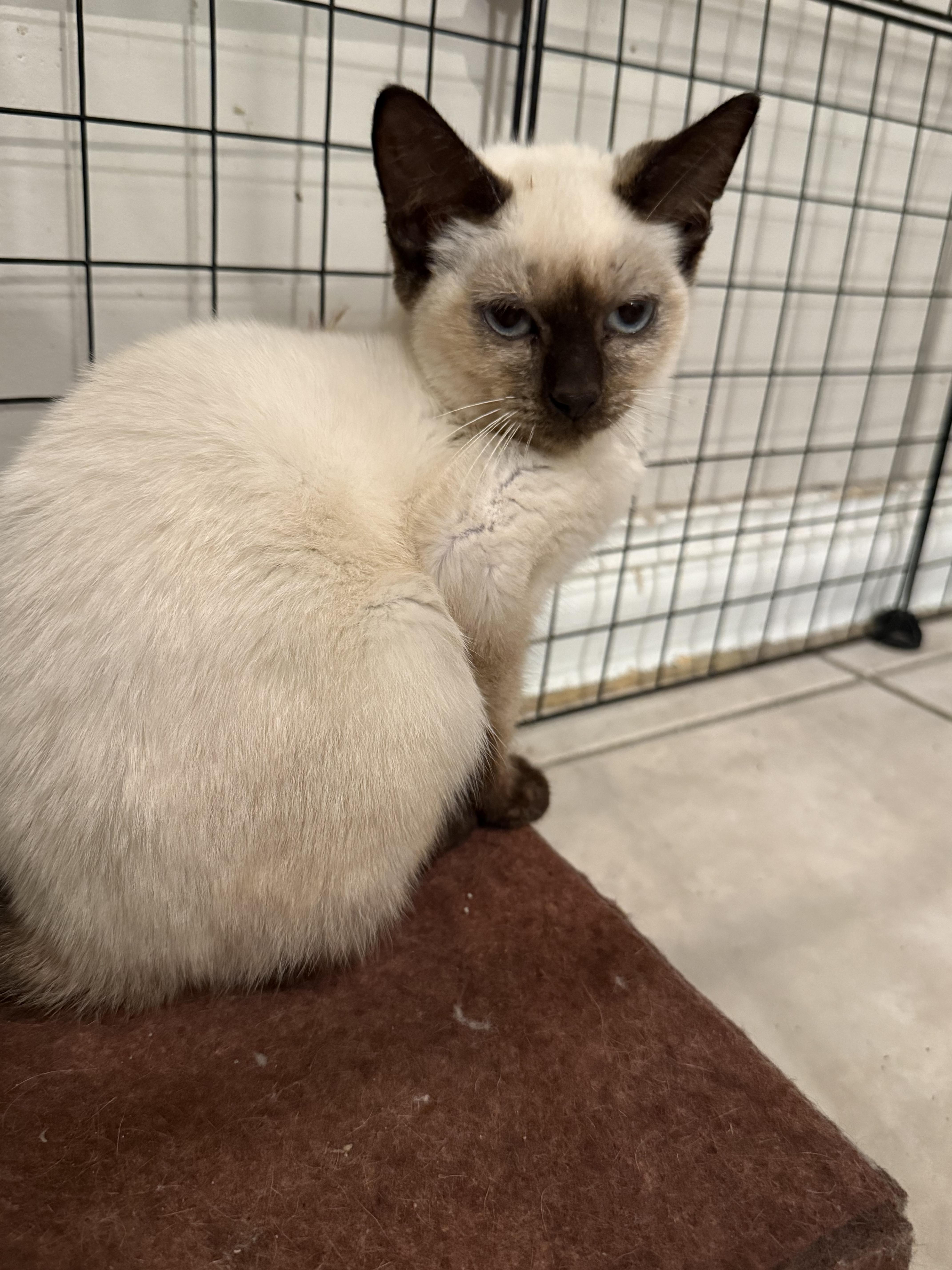 A baby medium-sized female Cream / Ivory Siamese cat named Glimmer for adoption in Intercession city , FL