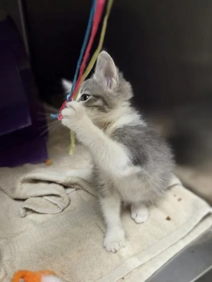 A baby small-sized female Domestic Short Hair cat named Frannie for adoption in Westland, MI