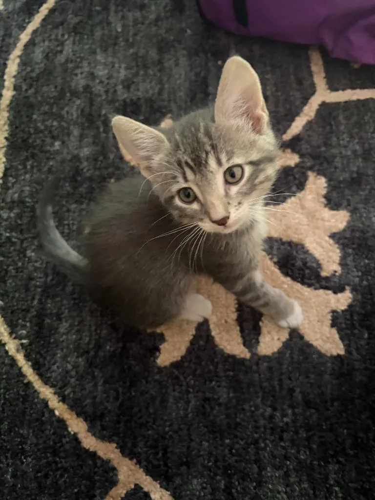 A baby medium-sized male Domestic Short Hair cat named Louie for adoption in Minneapolis, MN