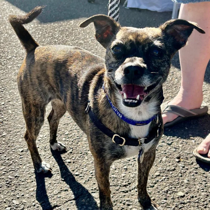 A senior small-sized female Chihuahua dog named Bijou for adoption in Corvallis, OR