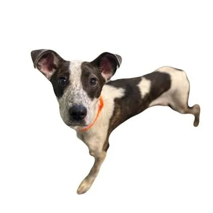 An adult medium-sized male Australian Cattle Dog / Blue Heeler dog named Bubbles for adoption in Red Bluff, CA