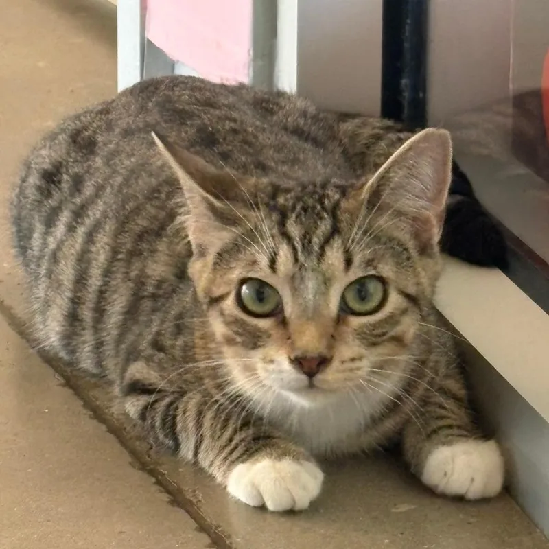 A baby small-sized male Brown / Chocolate Domestic Short Hair cat named Cool Hand Luke for adoption in Leander, TX