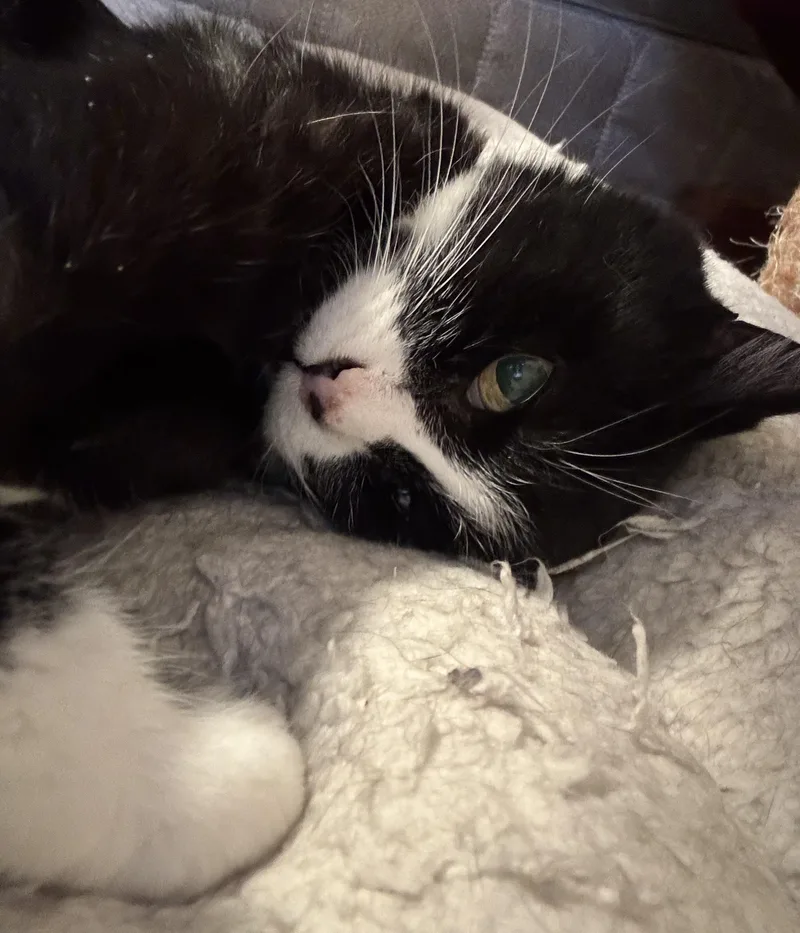 A senior medium-sized female Domestic Short Hair cat named Delta for adoption in Denver, CO
