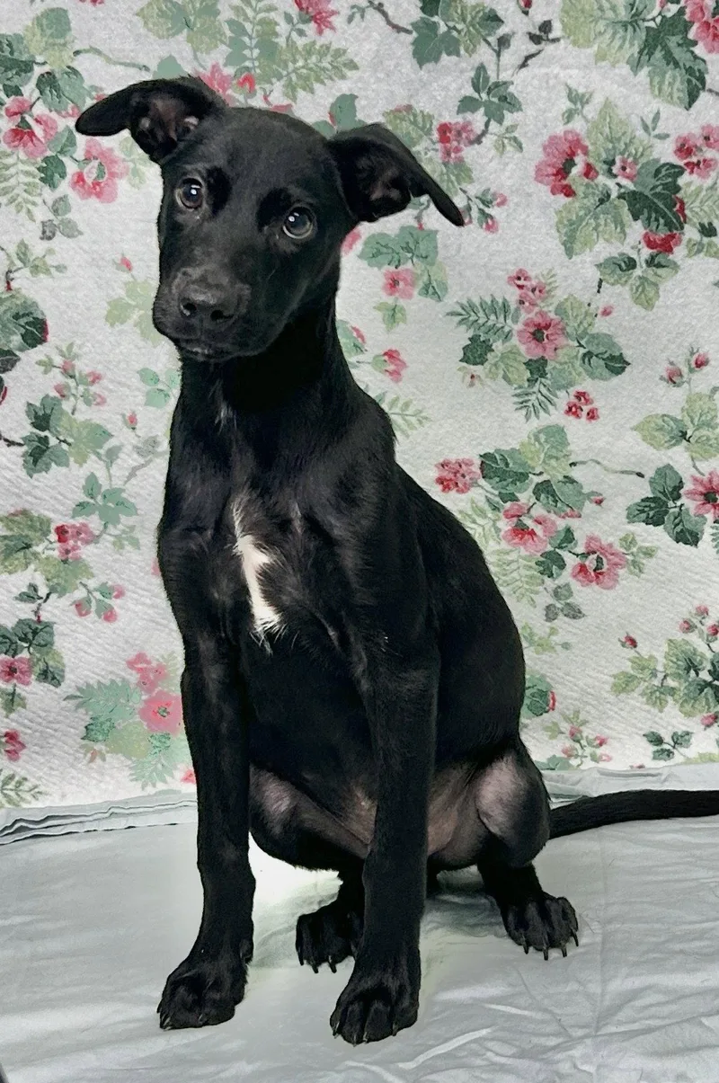 A young large-sized male Labrador Retriever dog named Powell for adoption in Wetumpka, AL