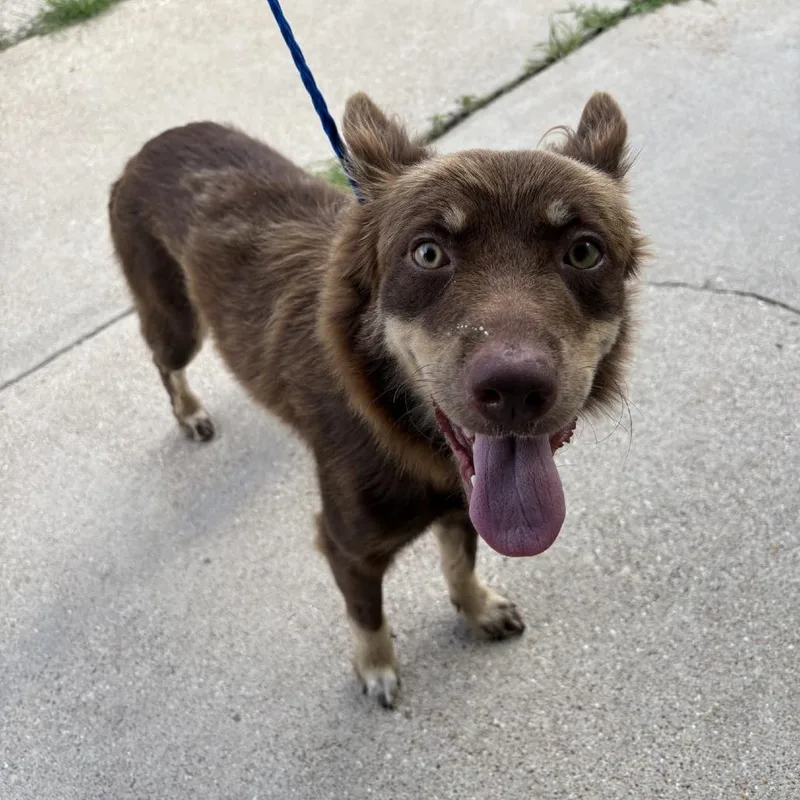 An adult medium-sized female Red / Chestnut / Orange Australian Shepherd dog named Wendy for adoption in Bryan, TX