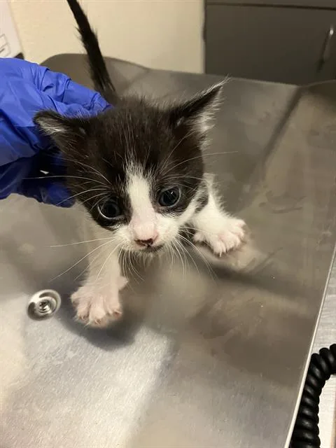 A baby small-sized male Domestic Short Hair cat named Peter for adoption in Long Beach, CA