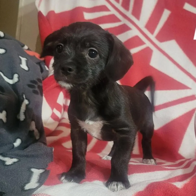 A baby small-sized male Black Chihuahua dog named Sulu for adoption in Loves Park, IL