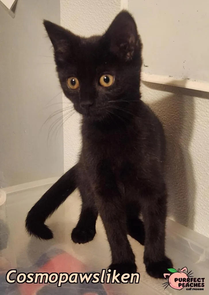 A baby medium-sized female Domestic Short Hair cat named Cosmopawsliken for adoption in Douglasville, GA
