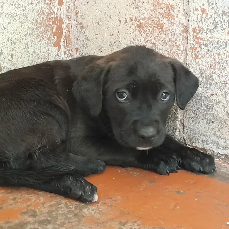 A baby small-sized female Black Pit Bull Terrier dog named Jet for adoption in Douglas, AZ