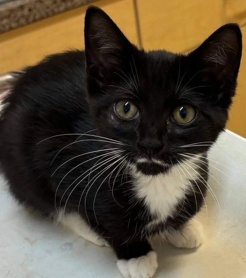 A baby small-sized female Domestic Short Hair cat named Smores for adoption in Elizabethton, TN