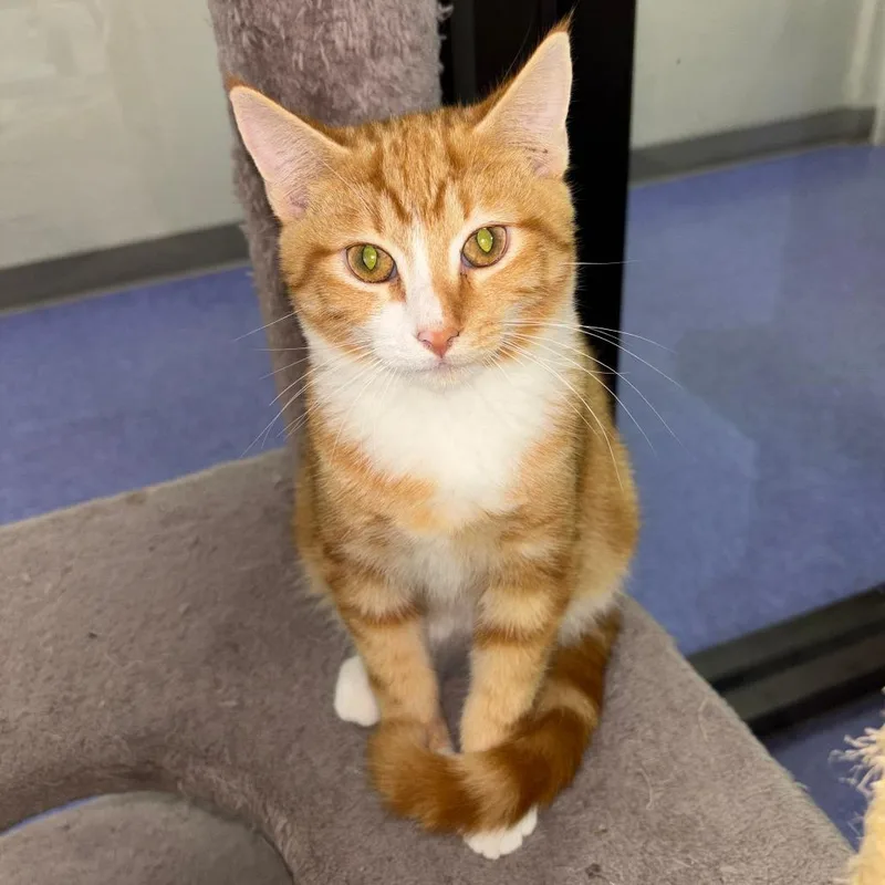 A young small-sized male Orange / Red Domestic Short Hair cat named Richie for adoption in Gainesville, FL